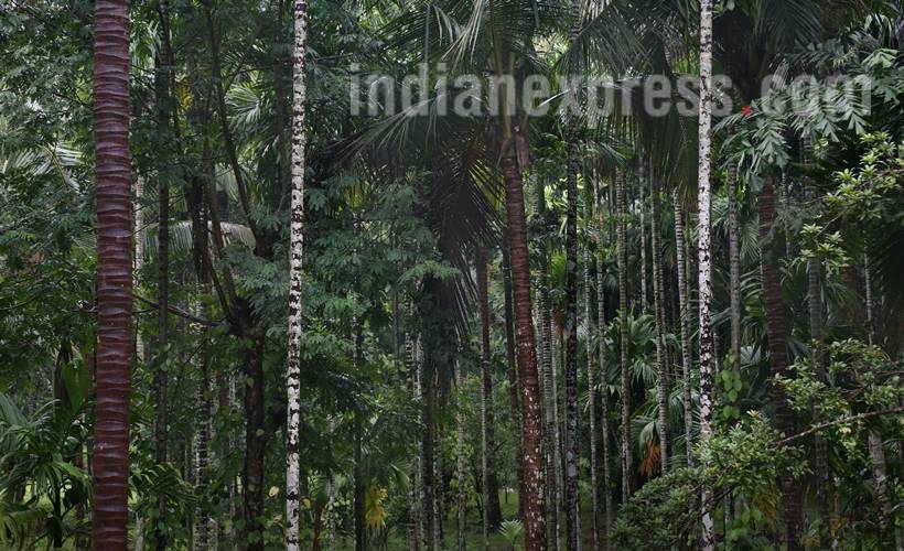 Goa, goa coal industry, goa coal, goa coal corridor, coal industry goa, indian express, indian news, latest news, indian express