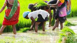 Two MPs to move private member bills on farm loan waiver, remunerative MSP