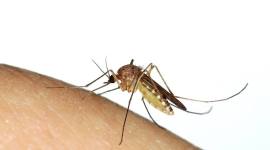 Mosquito (Culex sp.) biting a human finger malaria, malaria cases across Mumbai, malaria cases in government hospitals, dengue cases in government hospitals, dengue, dengue cases across Mumbai, mosquito-borne infections, monsoon infections, water born infections, Indian Express news