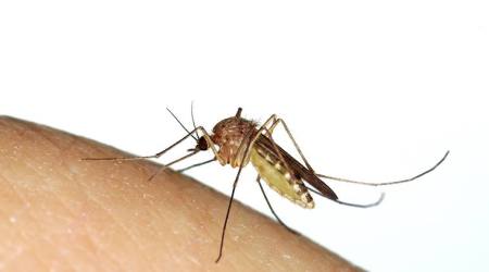 malaria, malaria cases across Mumbai, malaria cases in government hospitals, dengue cases in government hospitals, dengue, dengue cases across Mumbai, mosquito-borne infections, monsoon infections, water born infections, Indian Express news