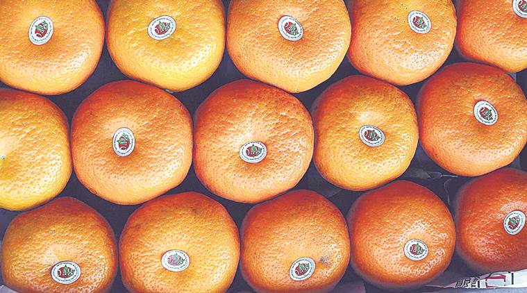 oranges cost, oranges rate, orange season, orange traders, orange suppliers, pune