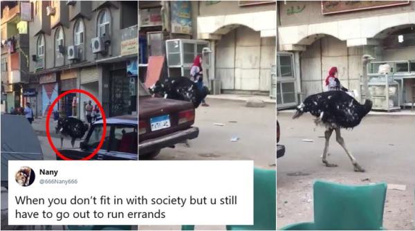 ostrich, ostrich videos, animal video, funny animal video, unusual animal video, funny ostrich videos, trending video, viral video, indian express