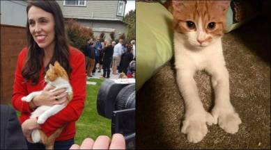 Jacinda Ardern, Jacinda Ardern cat, Jacinda Ardern pet, Jacinda Ardern paddles, paddles, paddles first cat of new zealand, new zealand, new zealand prime minister, indian express, idian express news
