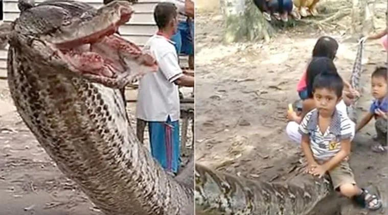 VIDEO: In a brutal battle, villagers defeated a 25ft python and FEASTED on  it | Trending News,The Indian Express