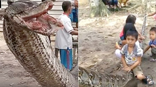 7.8 mts python, 7.8 mts python killed, giant python in Indonesia, Batang Gansal subdistrict of Sumatra island, viral video, Indonesia, social media viral stories, Indian express, Indian express news