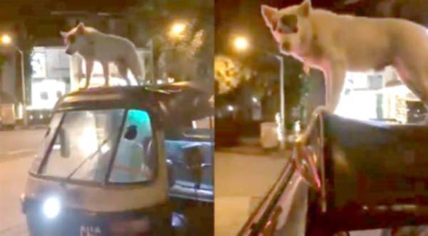 dog video, dog viral video, dog on auto rickshaw, cute dog video, cute viral video, animal video, social medi aviral, social media viral video, indian express, indian express news