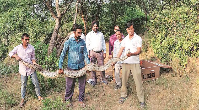 Python, Python rescue, india Python, chandigarh Python, chandigarh news, indian express news 