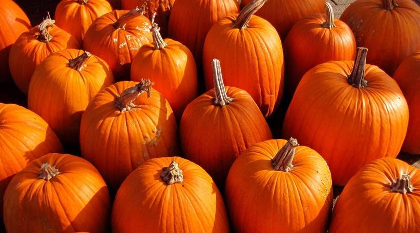 halloween 2017, pumpkin, health benefits of pumpkin, pumpkin for hair, pumpkin for skin, heart diseases, diabetes, indian express, indian express news