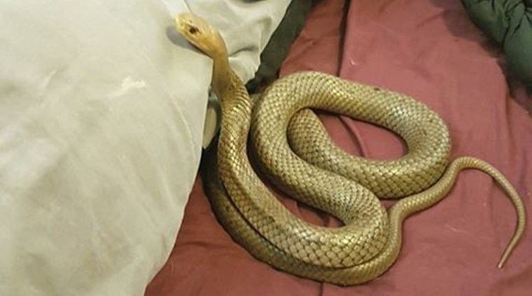 snake, snake in kannur polling booth, snake in polling booth, snake in kerala polling booth, snake in polling booth, elections, lok sabha elections, kerala lok sabha elections, lok sabha elections in kerala, election news, indian express