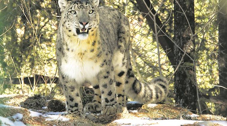 Why photo evidence of snow leopard in Arunachal Pradesh isn’t yet a