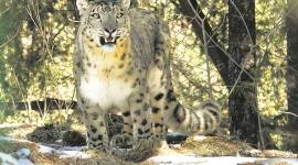 snow leopard, india snow leopard, snow leopard arunachal pradesh, snow leopard photo, arunachal pradesh snow leopard, india news