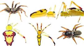 spiders, Obamas, DiCaprio, Jolie, celebrity spiders, science news, indian express, indian express news