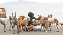 stray dogs, stray dog sterilisation, bmc, mumbai municipal corp, stray animals in mumbai, bmc dog sterilisation budget, indian express