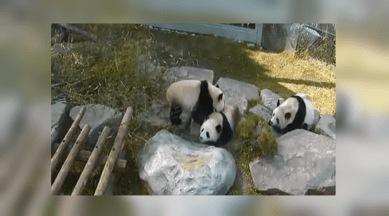 panda video, cute panda video, funny panda video, giant panda, Toronto zoo, Chengdu Research Base, cute animal video, funny animal viral video, Indian express, Indian express news