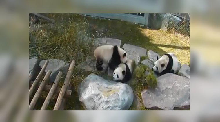 Video: These lazy pandas will bust your bad mood in no time | Trending  News,The Indian Express