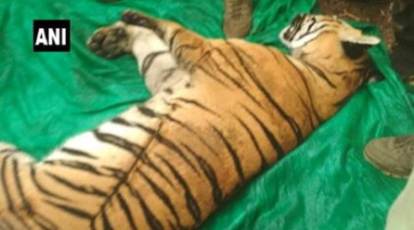 Man-eater tigress, facing 'shoot-to-kill' order, electrocuted in Wardha