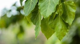 BMC Tree Survey, Tree Survey BMC, Brihanmumbai Municipal Corporation, Brihanmumbai Municipal Corporation Tree Survey, Mumbai News, Latest Mumbai News, Indian Express, Indian Express News