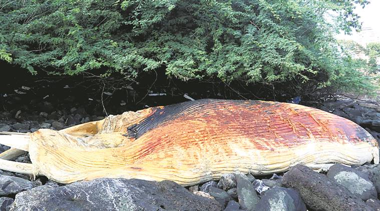 Carcass of a 40ft whale washes ashore in two parts at Colaba