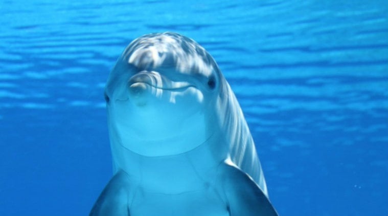 Social behaviour, whales, dolphins, human-like cultures, University of British Columbia, London School of Economics and Political Science, cetaceans, encephalisation, vocalisation, social interactions, cultural relationships, social brain hypothesis, cultural brain hypothesis, social environments 