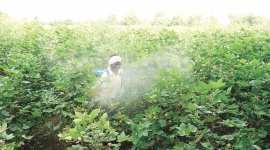 Pesticide deaths, Pesticide risk regulation, Insecticides Act, 1986 Act, pesticide poisoning, mid-day meal contamination, school children pesticide deaths, indian express column