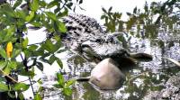 alligator, crocodile, shark, crocodile eats shark, what does crocodile eat, shark versus alligator who will win, sea animals, water animals, indian express