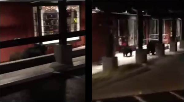 bear videos, bear outisde taco bell, funny bear videos, bear chased by police, bear videos in clifornia, indian express, indian express news