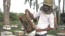 honey harvesting method, Bees, bee villagers, Maharashtra State Khadi and Village Industries 
