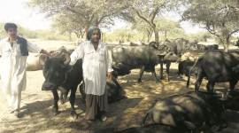 Banni buffalo breed