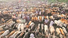 Govt to roll back ban on sale of cattle for slaughter