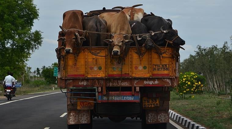 bihar, vaishali, cattle dies, truck accident, india news, express news, express online