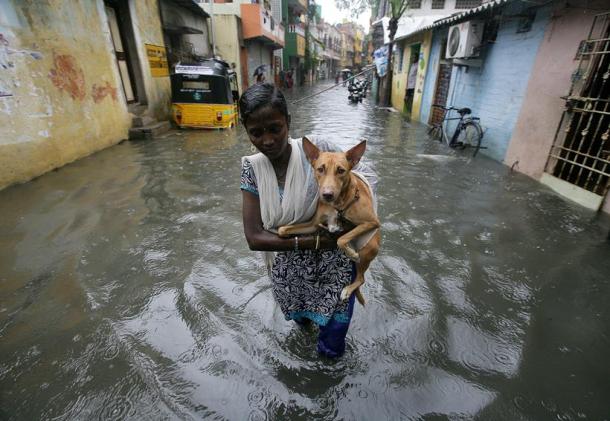 Chennai rain Normal life thrown out of gear as heavy