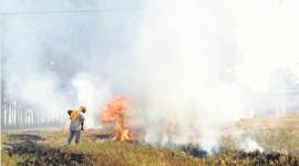 Delhi air pollution, Crop burning, Stubble burning, Punjab crop burning, Haryana crop burning, 