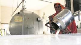 Dairy industry opposes RCEP