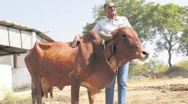 Gujarat indigenous Gir cows