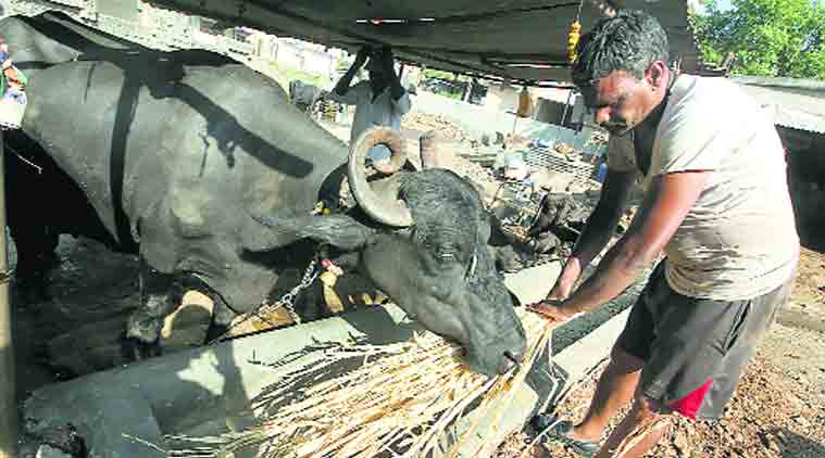 A fat tax: GST on ghee, crashing global powder prices take cream off dairy  farmers | India News,The Indian Express