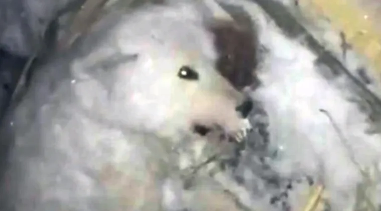 dog frozen to death, dog left in cold, dog left to die in cold, video of dog dying, viral video, indian express, Indian express news