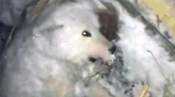 dog frozen to death, dog left in cold, dog left to die in cold, video of dog dying, viral video, indian express, Indian express news
