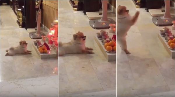 dog videos, cute animal videos, funn animal videos, dog praying videos, cute puppy videos, funny news, weird news, odd news, viral videos, indian express