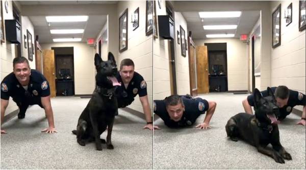 dog video, dog viral video, cute dog video