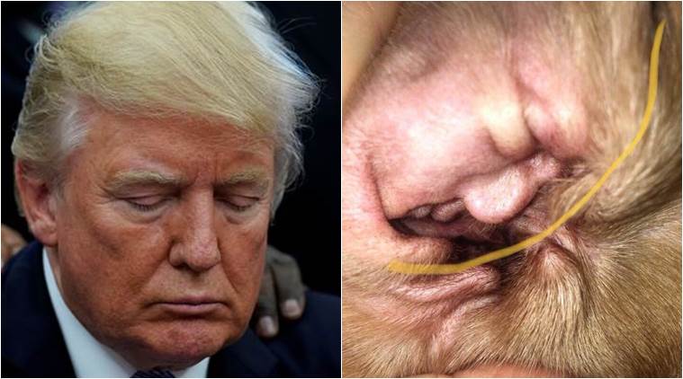 Trump ear cover