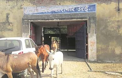 donkeys released from Orai District Jail