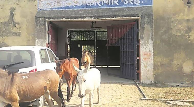 The donkeys were released from Orai District Jail on Monday.