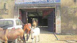 Donkey 759 The donkeys were released from Orai District Jail on Monday.