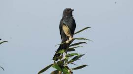 drongoes Drongoes, King Crow