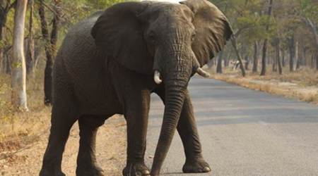 man killed by elephant, elephant tramples man, jalpaiguri, west bengal, indian express