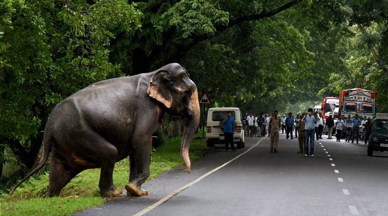 WATCH: Elephant crushes man to death after he tries to salute it; video ...