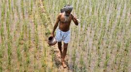 farm loan waiver