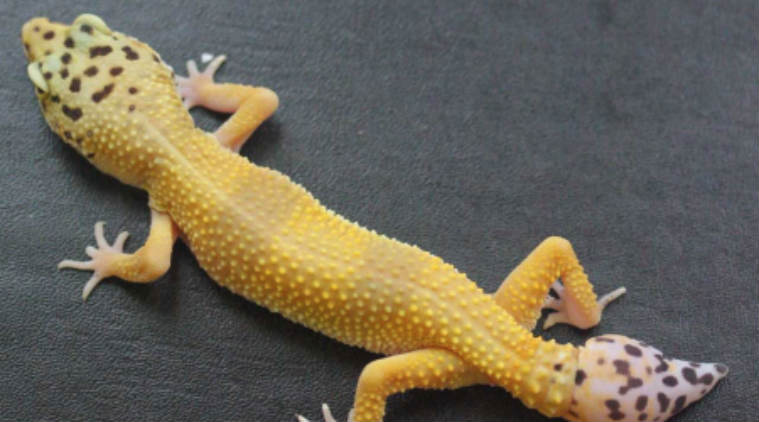 Gecko tail regeneration, spinal cord injuries, spinal cord regrowth, lizards, stem cells, University of Guelph, tissue formation, cellular level analysis, radial glia, proteins, scar tissue, new tissue 