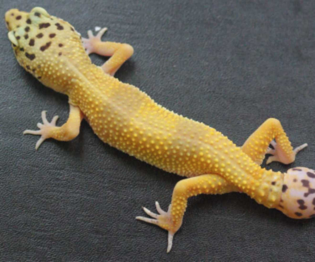 Tail Regeneration Of Geckos Provides Clue To Spinal Cord Re Growth