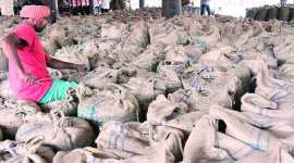 Gujarat: As traders reject ‘adulterated’ stock of groundnut, state government, NAFED pass the buck